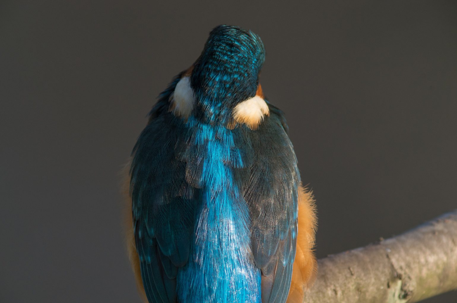 AFボーグ BORG89EDで撮影した野鳥・カワセミの写真画像