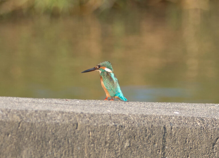 カワセミ