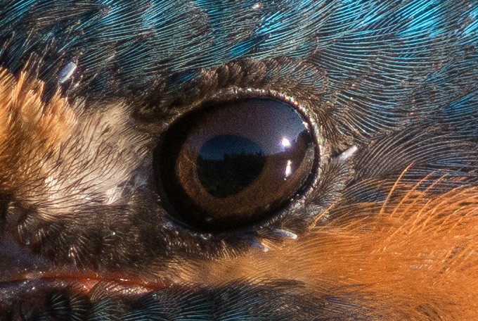 カワセミのアイリングの羽の写真