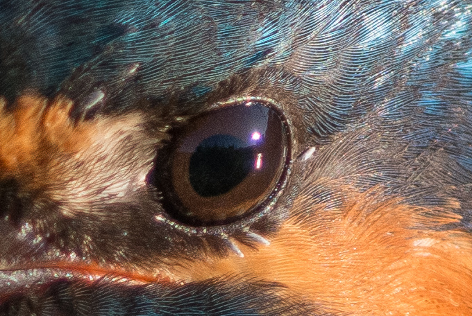 カワセミのアイリングの羽の写真