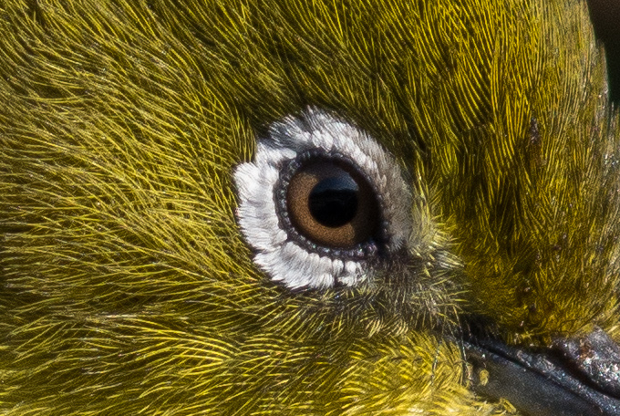 メジロのアイリングの羽の写真