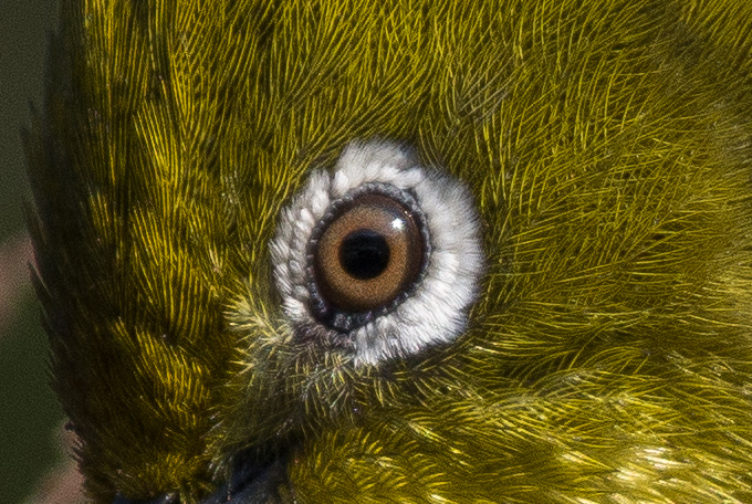メジロのアイリングの羽の写真