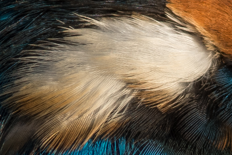 カワセミの白い羽の画像