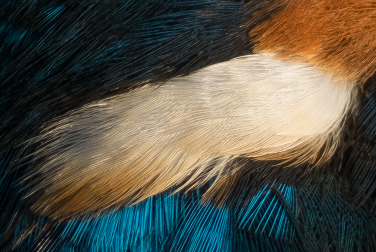 カワセミの白い羽の画像
