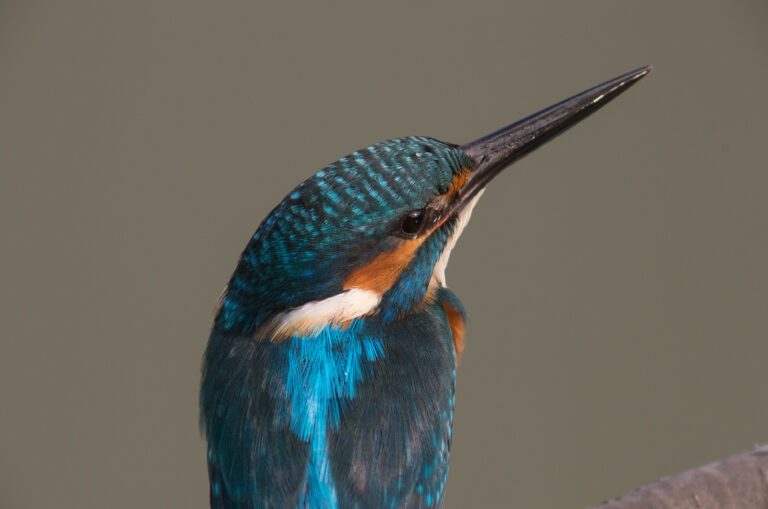 カワセミ