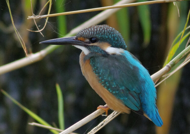 カワセミ
