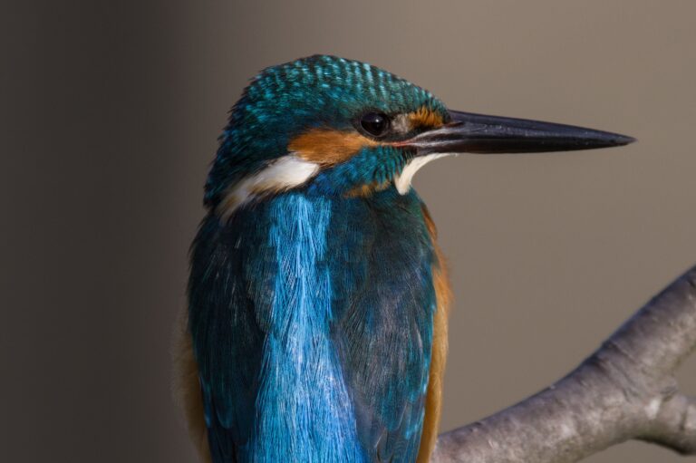 カワセミ