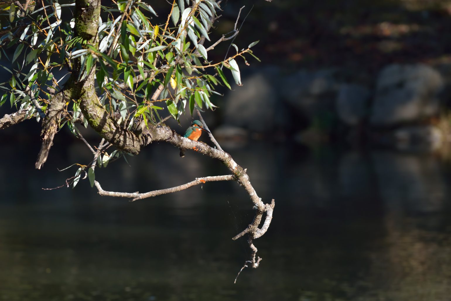 BORG45EDⅡで撮影した野鳥・カワセミの写真画像