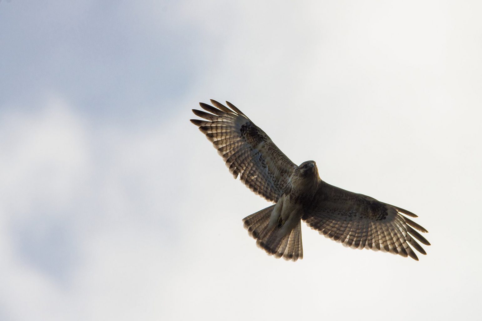 AFボーグ BORG71FLで撮影した野鳥・ノスリの写真画像