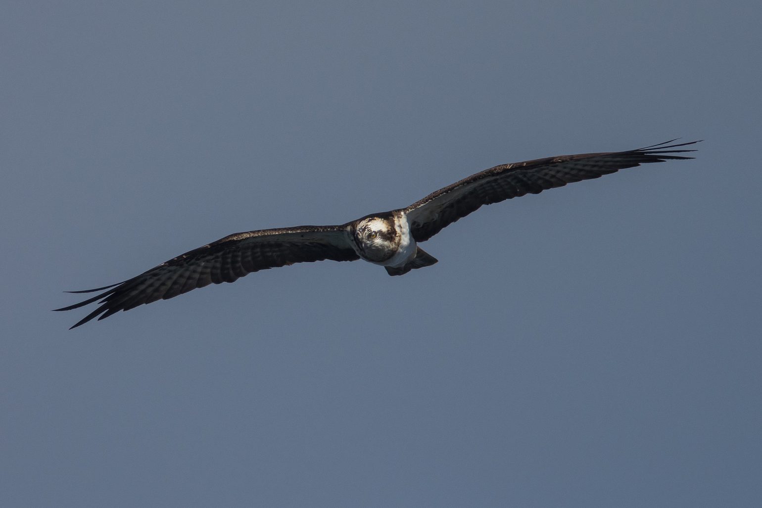 AFボーグ BORG71FLで撮影した野鳥・ミサゴの飛翔写真画像