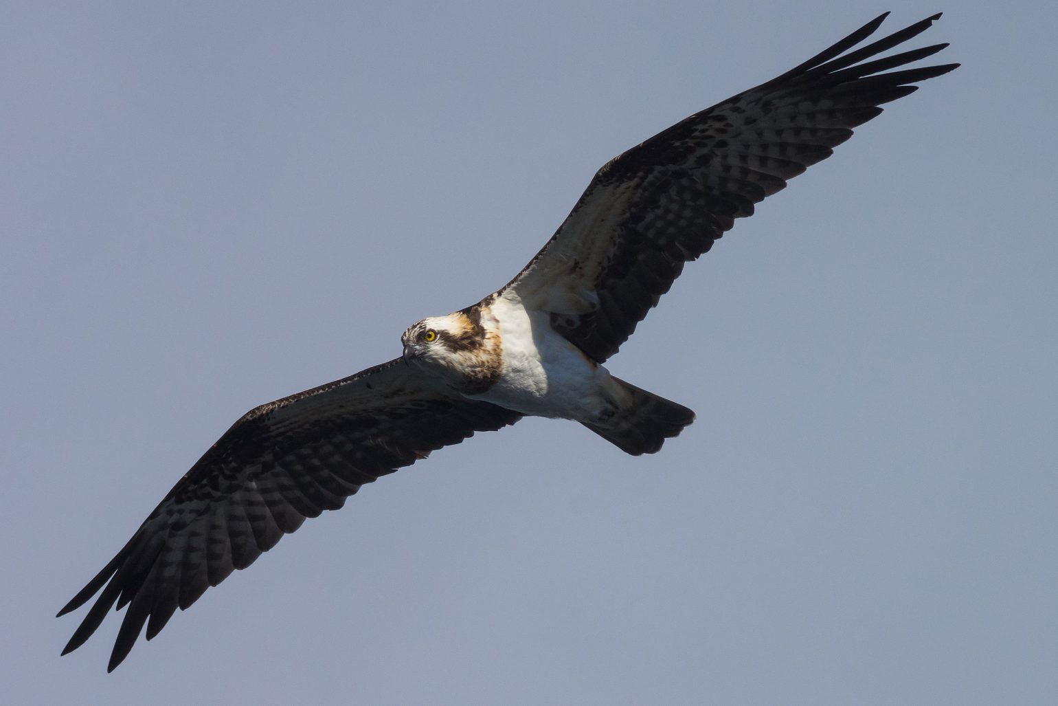 AFボーグ BORG71FLで撮影した野鳥・ミサゴの飛翔写真画像