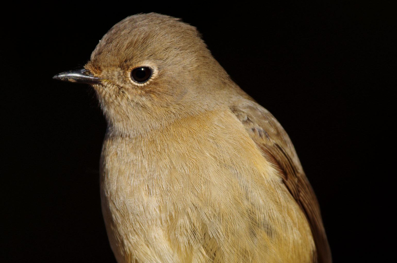 BORG77EDⅡで撮影した野鳥・ジョウビタキの写真画像