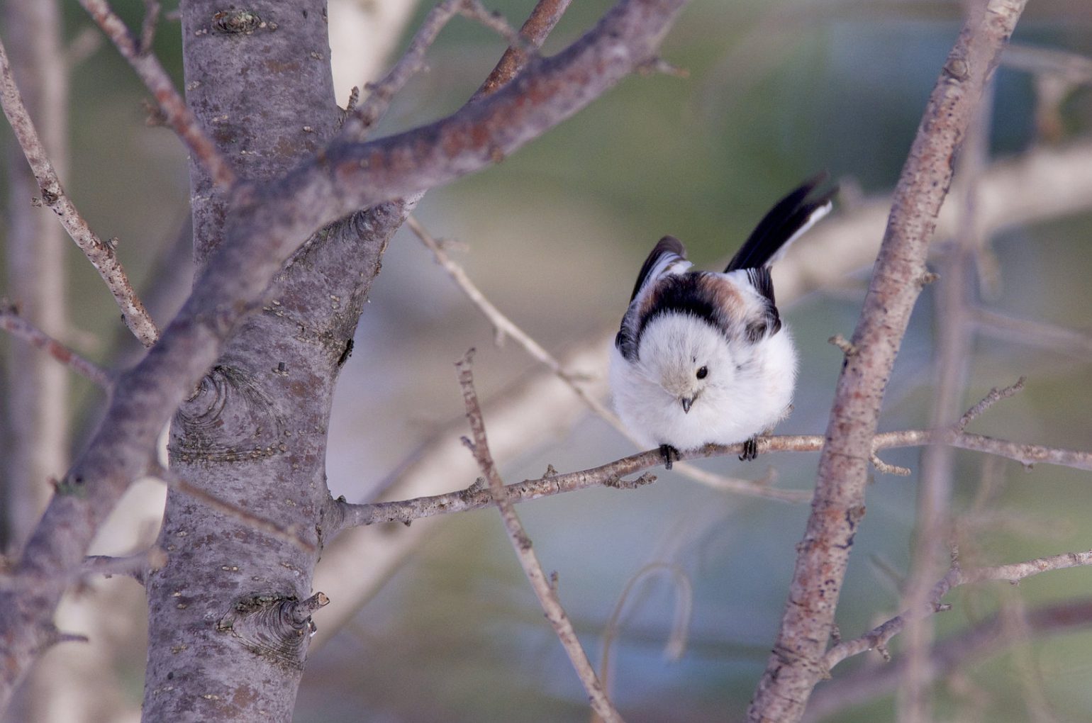 AFボーグ BORG71FLで撮影した野鳥・シマエナガの写真画像