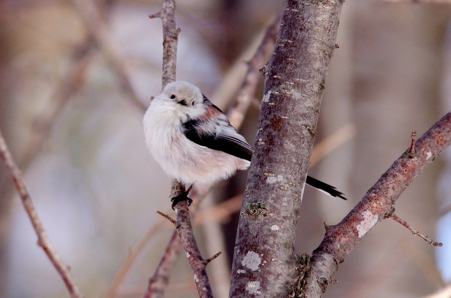 AFボーグ BORG71FLで撮影した野鳥・シマエナガの写真画像
