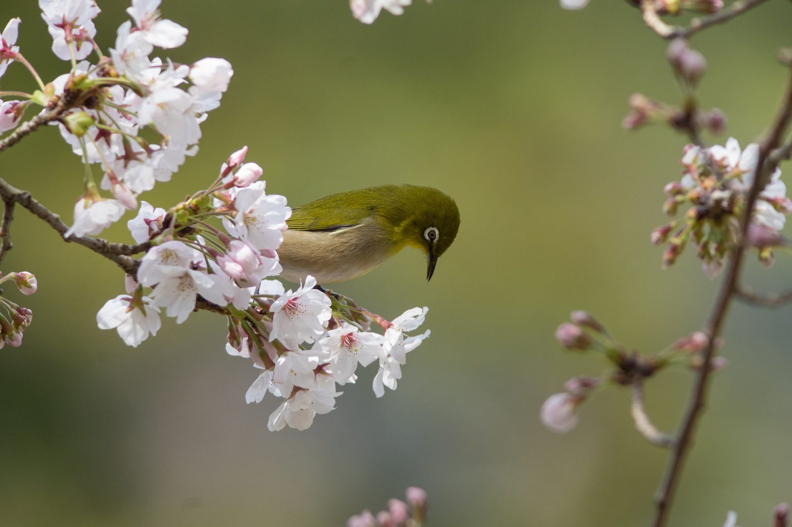 AFボーグ BORG89EDで撮影した野鳥・桜とメジロの写真画像