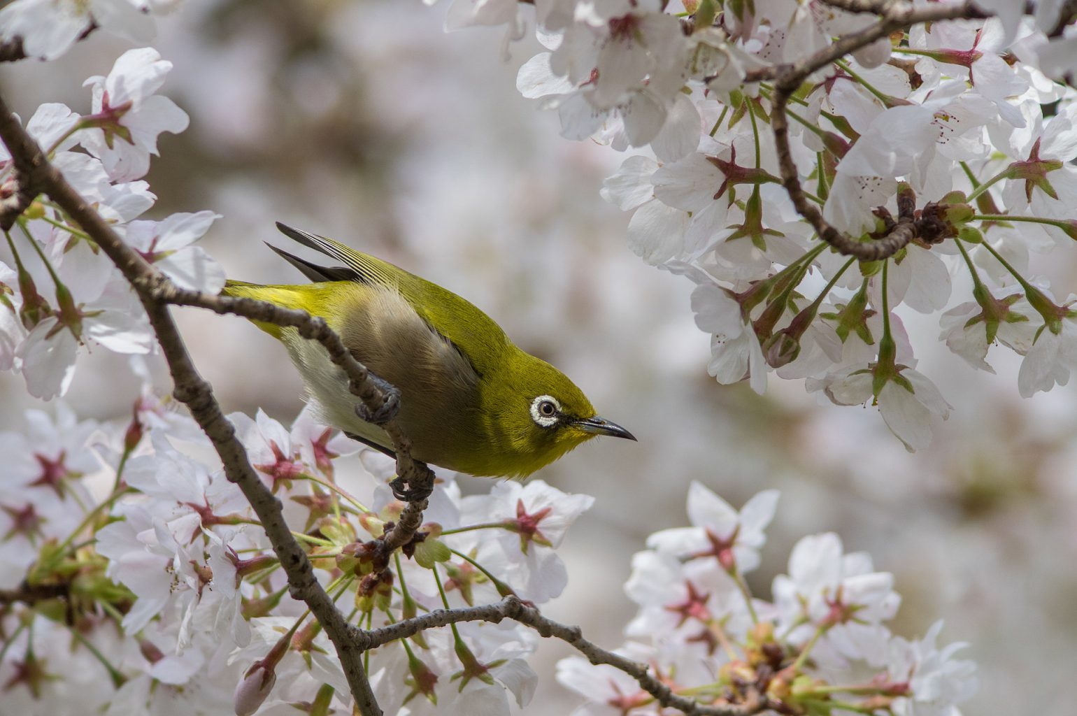AFボーグ BORG89EDで撮影した野鳥・桜とメジロの写真画像