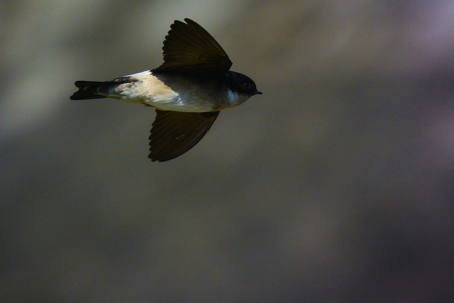 BORG50FLで撮影した野鳥・ツバメ飛翔写真画像