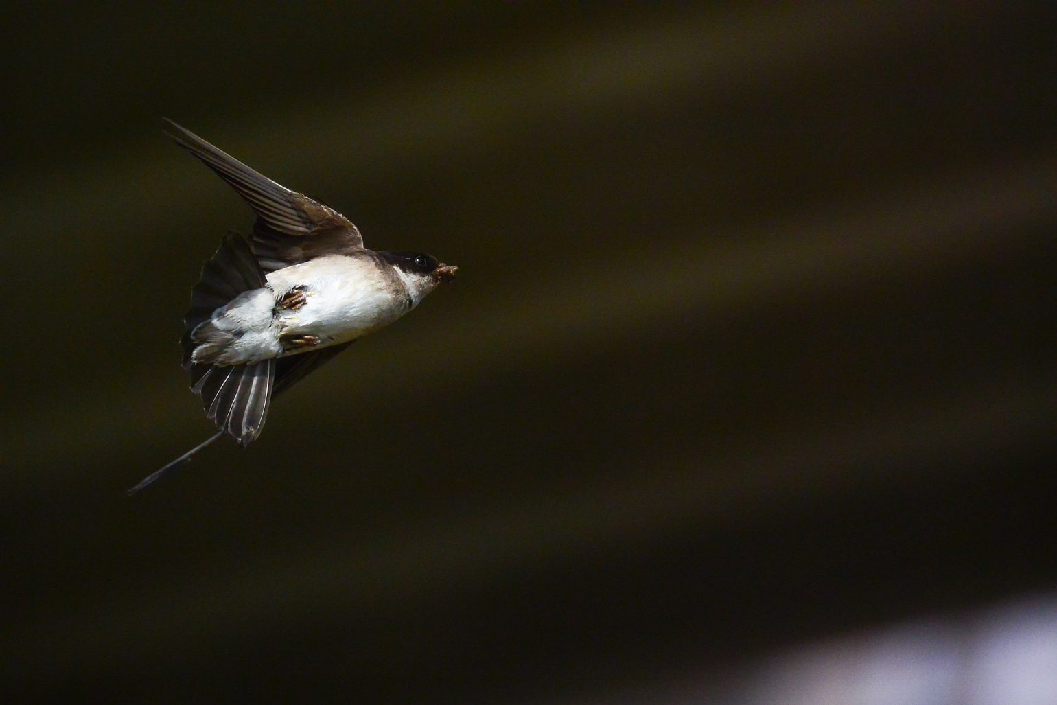 BORG50FLで撮影した野鳥・ツバメの飛翔写真画像