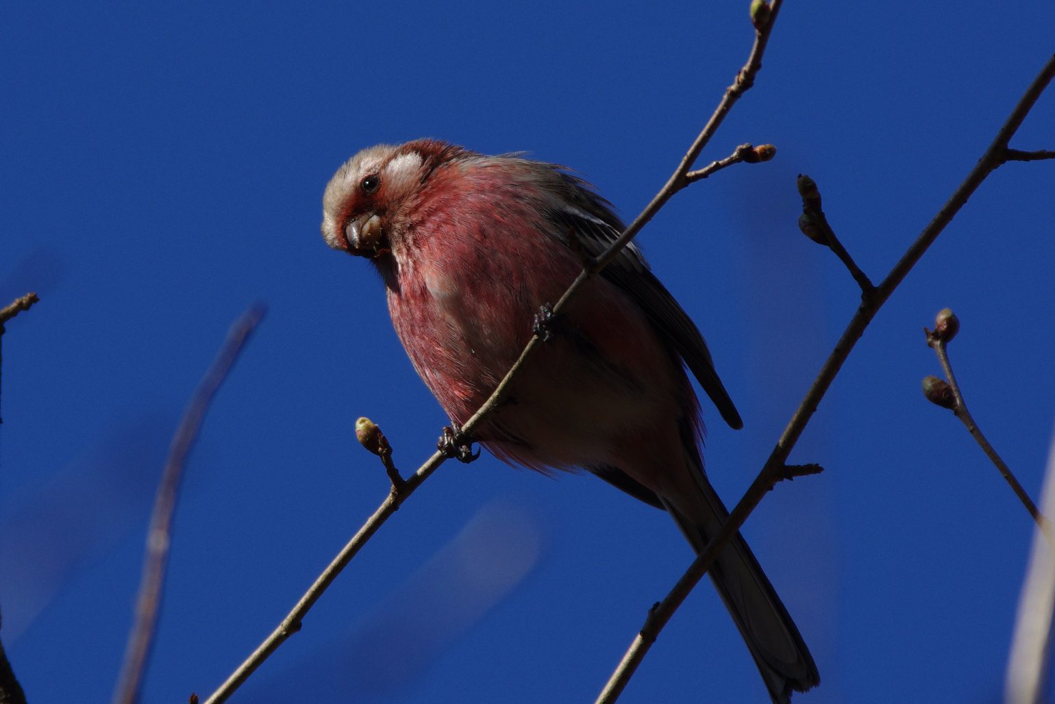 AFボーグ BORG71FLで撮影した野鳥・オオマシコの写真画像