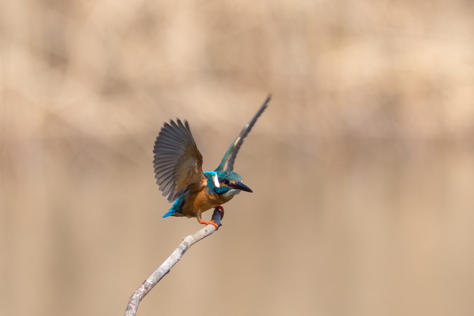 AFボーグ BORG89EDで撮影した野鳥・カワセミの写真画像