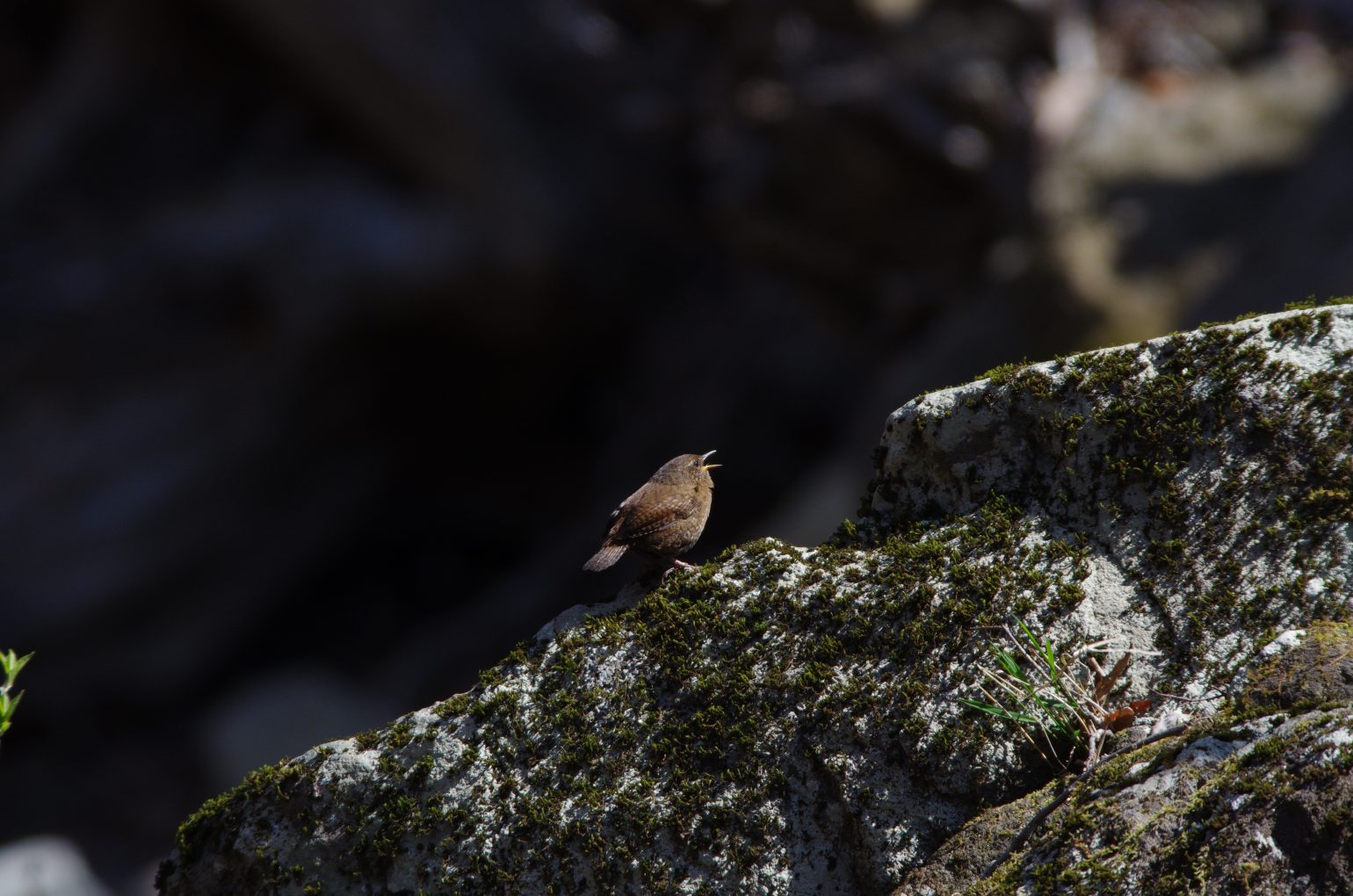 AFボーグ BORG71FLで撮影した野鳥・ミソサザイの写真画像