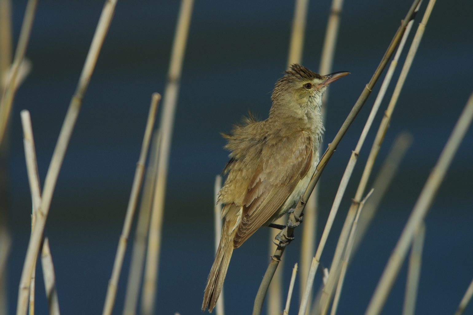 BORG90FLで撮影した野鳥・オオヨシキリの写真画像