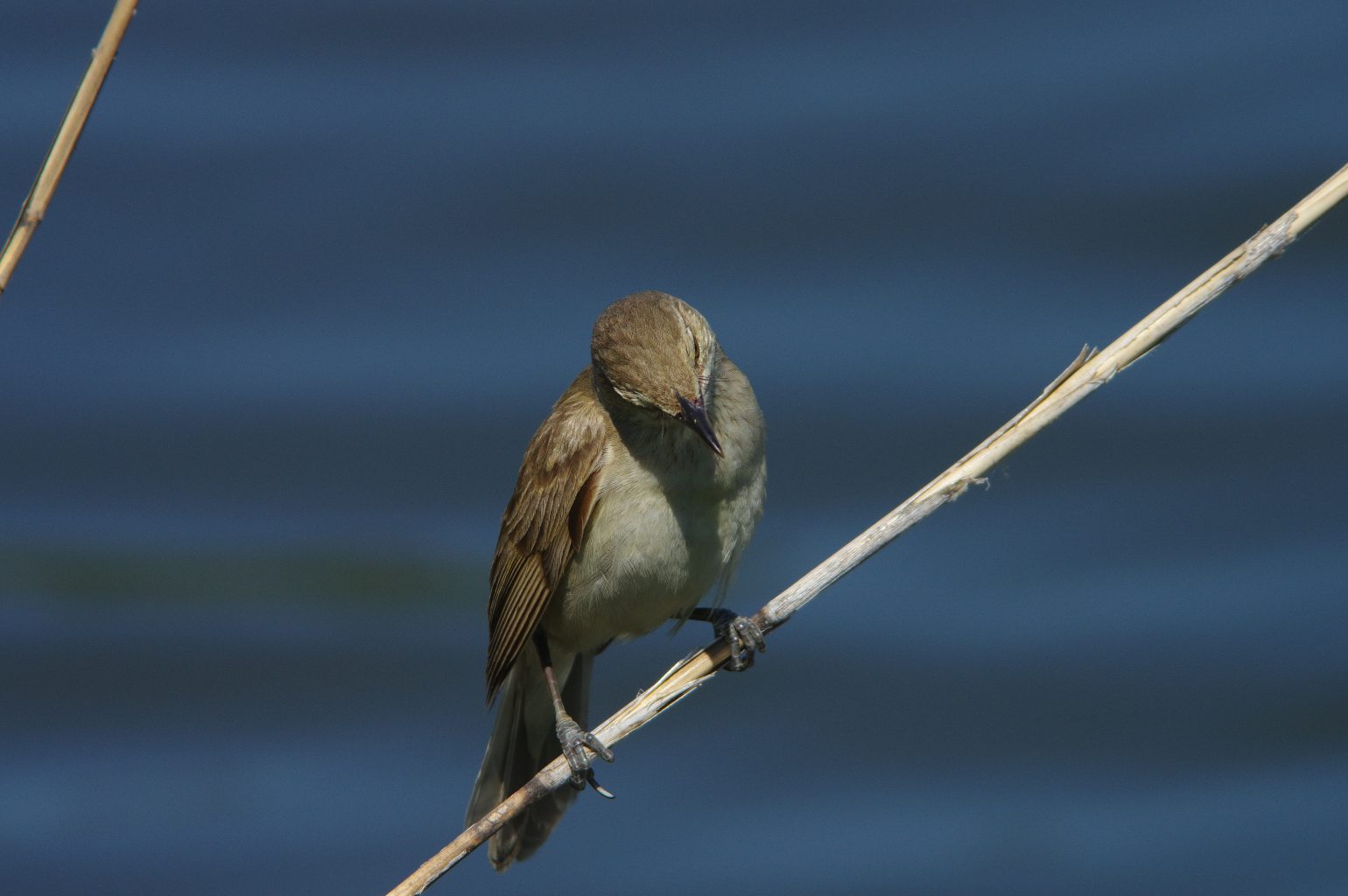 BORG90FLで撮影した野鳥・オオヨシキリの写真画像