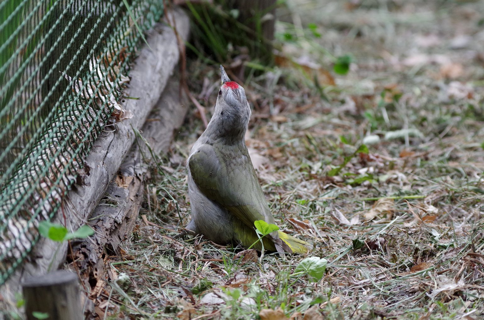 BORG89EDで撮影した野鳥・ヤマゲラの写真画像
