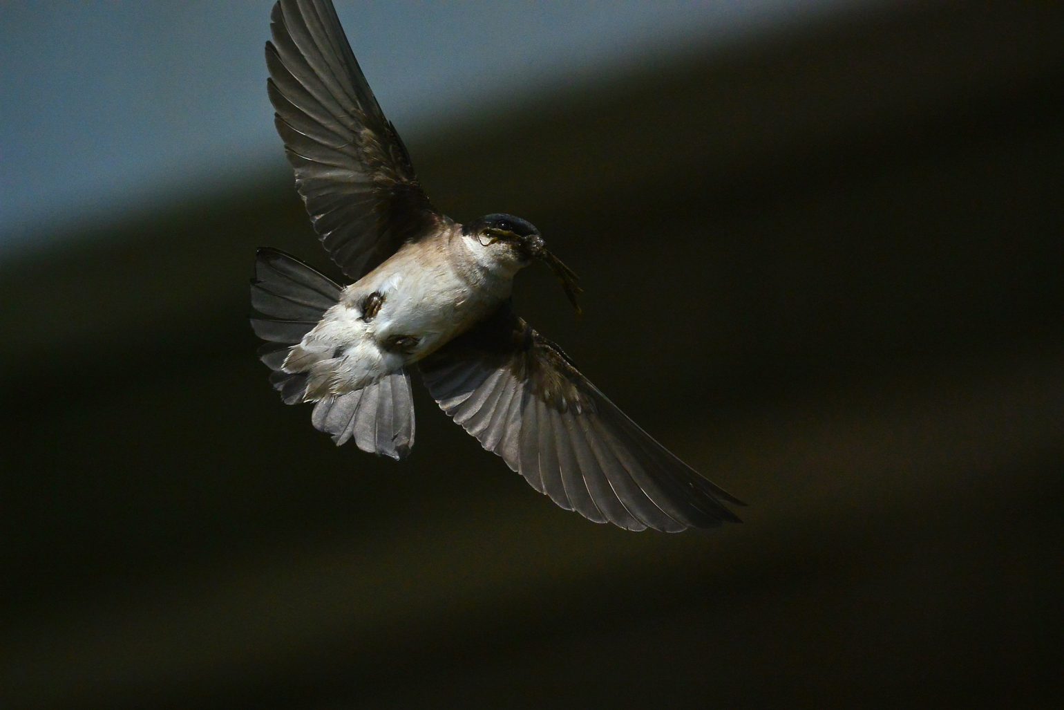 BORG50FLで撮影した野鳥・ツバメ飛翔写真画像