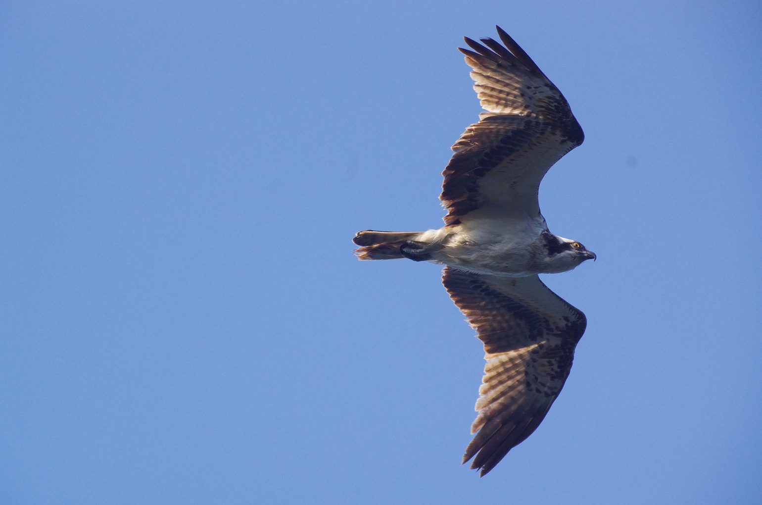 AFボーグ BORG67FLで撮影した野鳥・ミサゴの写真画像