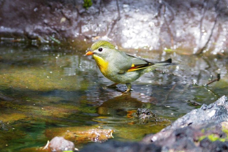 ソウシチョウ