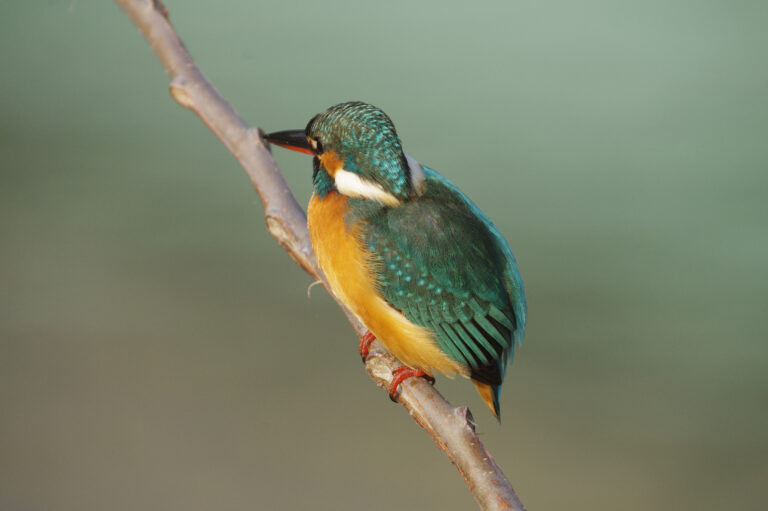 カワセミ