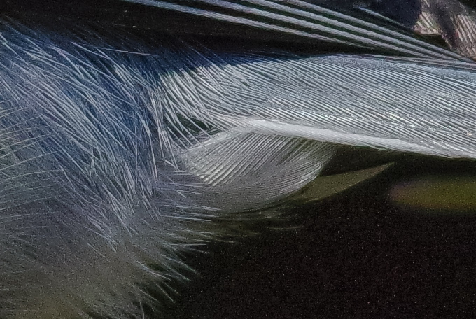 AFボーグ BORG71FLで撮影した野鳥・シジュウカラの写真画像