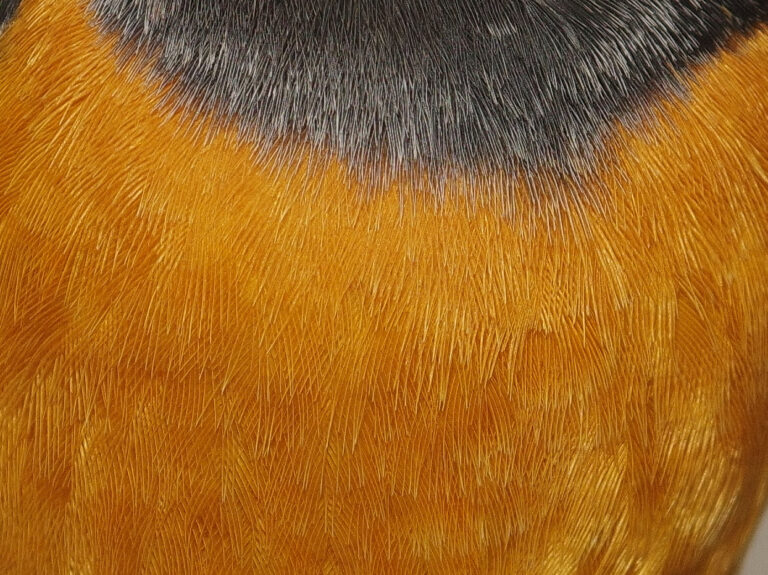 ジョウビタキ