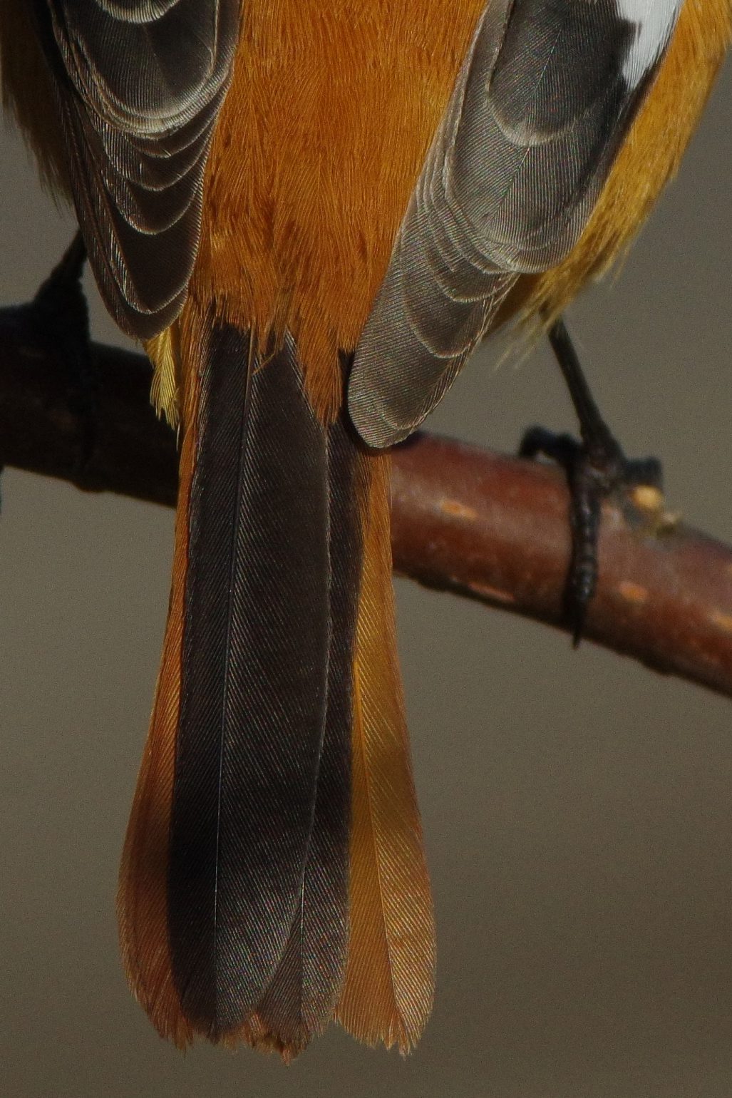 AFボーグ BORG71FLで撮影した野鳥・ジョウビタキの写真画像