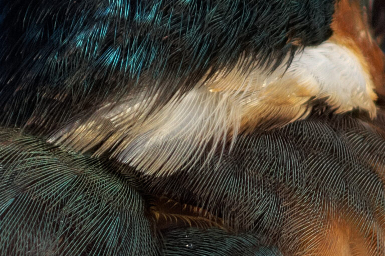 カワセミ 画像