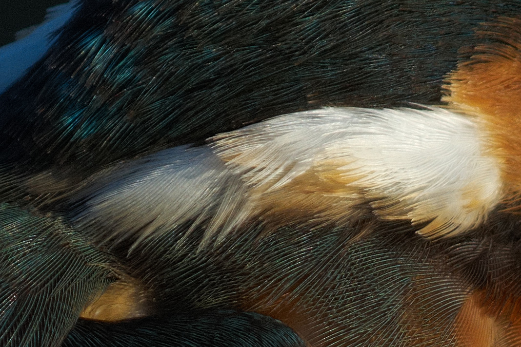 BORGで撮影した野鳥・カワセミの白い羽毛の写真画像