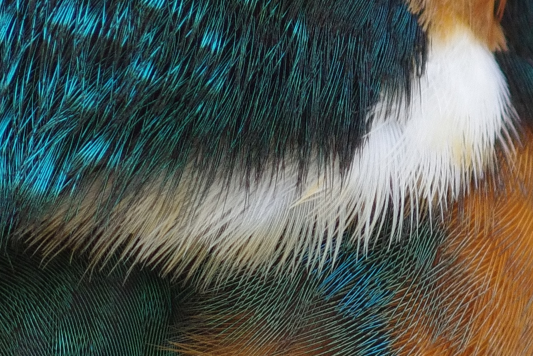 BORGで撮影した野鳥・カワセミの白い羽毛の写真画像