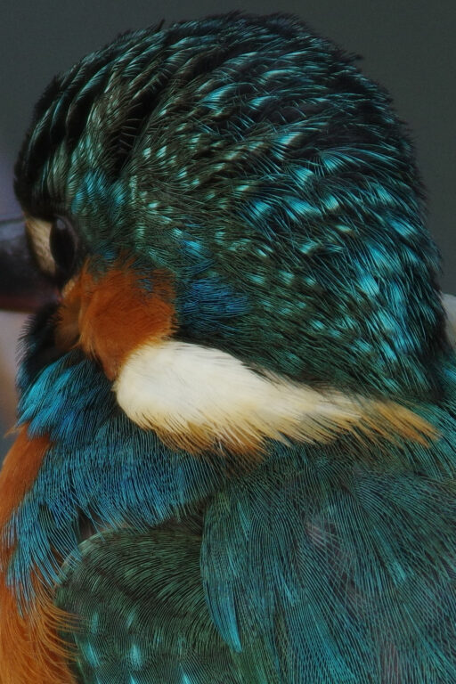 カワセミ画像