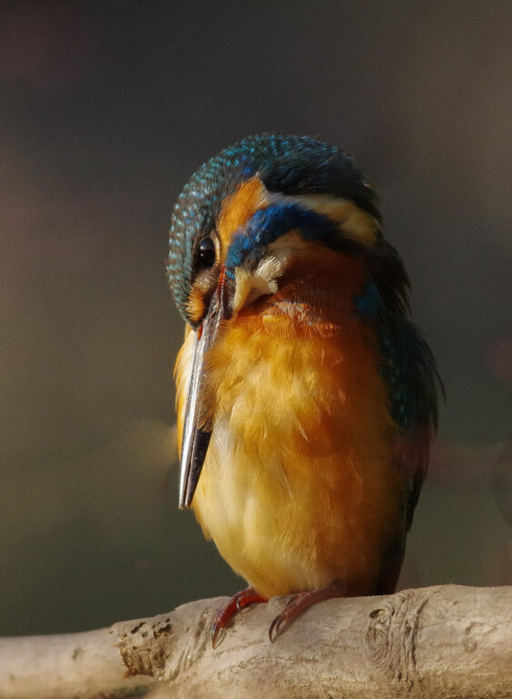 野鳥画像　カワセミ