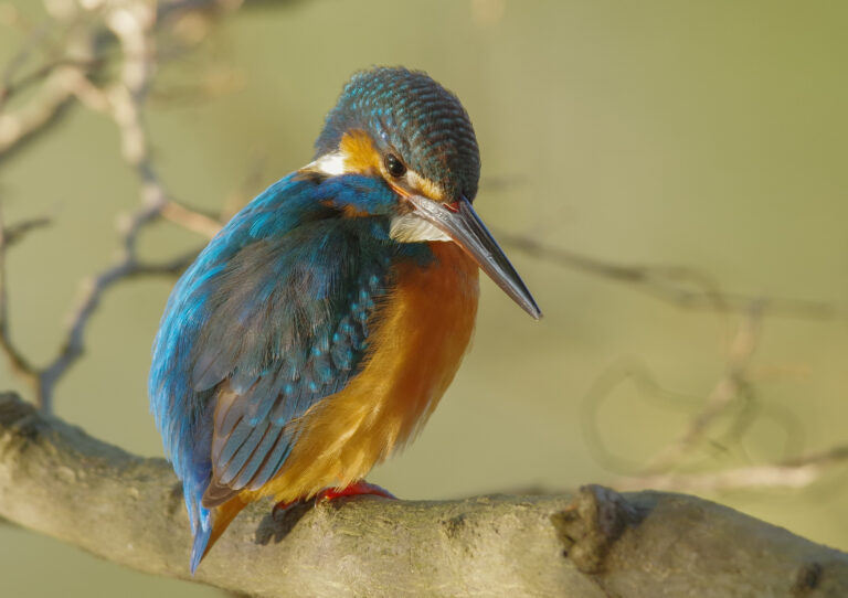 野鳥画像　カワセミ
