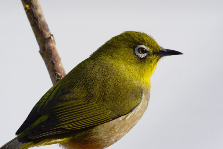 野鳥画像　メジロ