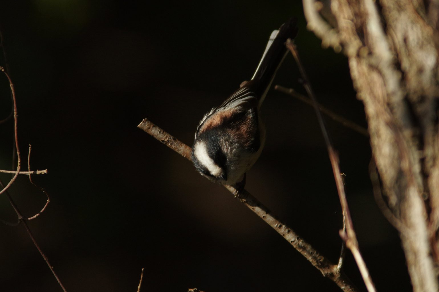BORGで撮影した野鳥・エナガの写真画像