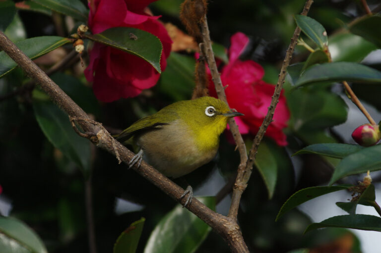 野鳥画像