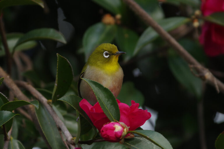 野鳥画像