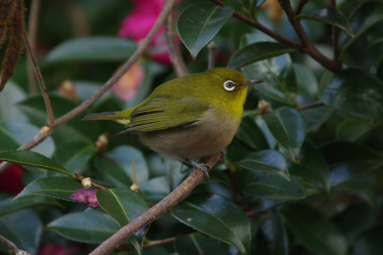 野鳥画像