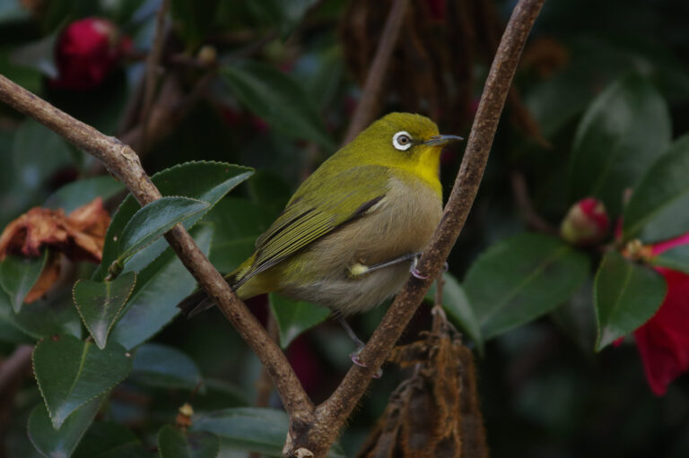 野鳥画像