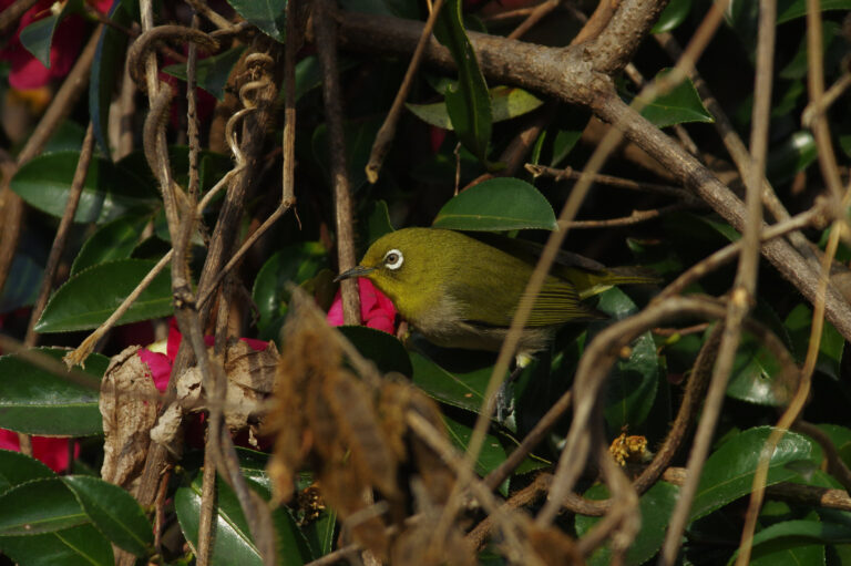 野鳥画像