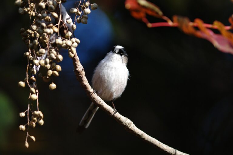 野鳥画像