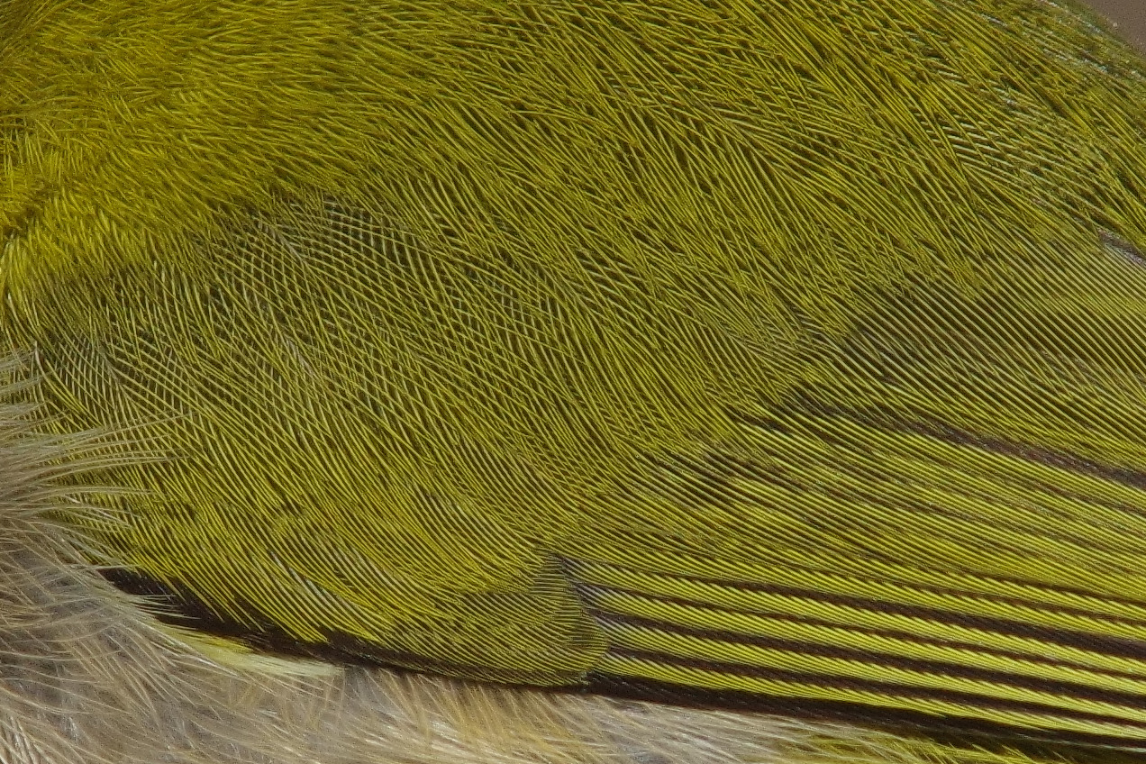 AFボーグ BORG90FLで撮影した野鳥・メジロの写真画像